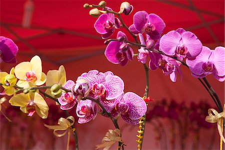 simsearch:855-06314052,k - Orchid, flower market, Hong Kong Stock Photo - Rights-Managed, Code: 855-06314006