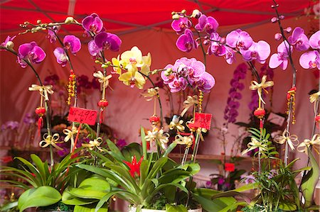 Orchid, flower market, Hong Kong Stock Photo - Rights-Managed, Code: 855-06314007