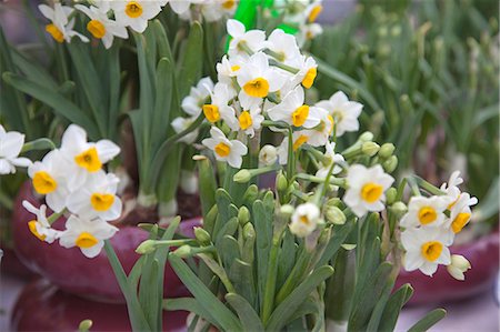 Narcissus, flower market, Hong Kong Stock Photo - Rights-Managed, Code: 855-06314027