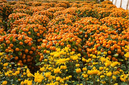 Citrus fruit and mandarin orange, flower market, Hong Kong Foto de stock - Direito Controlado, Número: 855-06314020