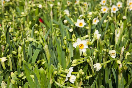 Narcissus, flower market, Hong Kong Stock Photo - Rights-Managed, Code: 855-06314047