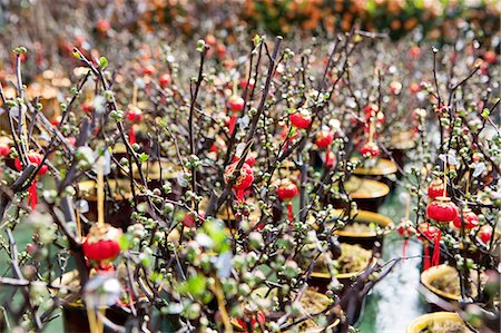 Peach flowers, flower market, Hong Kong Stock Photo - Rights-Managed, Code: 855-06314051