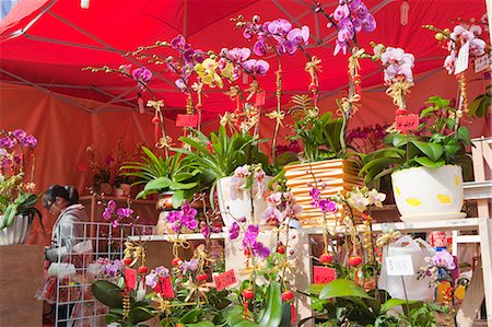 Orchid, flower market, Hong Kong Stock Photo - Rights-Managed, Code: 855-06314084