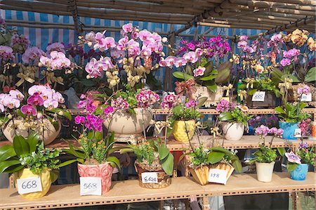 simsearch:855-06312671,k - Orchid, flower market, Hong Kong Fotografie stock - Rights-Managed, Codice: 855-06314082