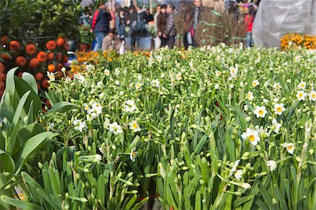 Narcissus, flower market, Hong Kong Stock Photo - Rights-Managed, Code: 855-06314103