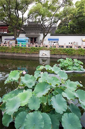 shanghai yuyuan - Lotus pond at Yuyuan garden, Shanghai, China Stock Photo - Rights-Managed, Code: 855-06312148