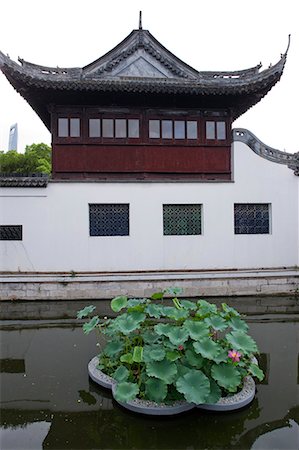 shanghai yuyuan - Lotus pond at Yuyuan garden, Shanghai, China Stock Photo - Rights-Managed, Code: 855-06312149