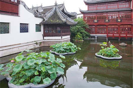 shanghai yuyuan - Lotus pond at Yuyuan garden, Shanghai, China Stock Photo - Rights-Managed, Code: 855-06312150
