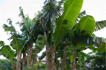 simsearch:855-06312628,k - Plantage der Bananenstaude, Sai Kung, Hong Kong Stockbilder - Lizenzpflichtiges, Bildnummer: 855-06312655
