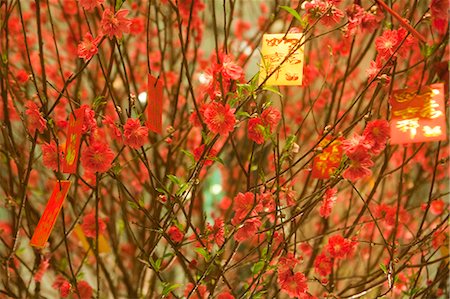 simsearch:855-06312683,k - Peach flowers displayed at The Harbourside lobby celebrating the Chinese New Year, Hong Kong Stock Photo - Rights-Managed, Code: 855-06312678