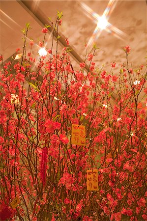 simsearch:855-06312683,k - Peach flowers displayed at The Harbourside lobby celebrating the Chinese New Year, Hong Kong Stock Photo - Rights-Managed, Code: 855-06312685