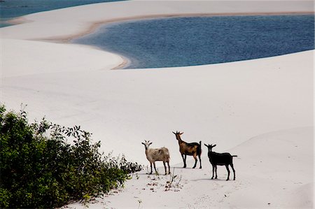 Goats at Sandy dunes near Lagoa Bonita (Beautiful Lagoon) at Parque Nacional dos Lencois Maranhenses, Brazil Stock Photo - Rights-Managed, Code: 855-06313121