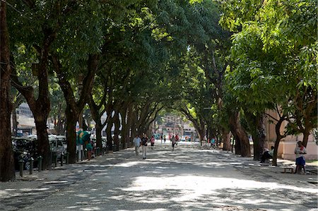 Mango tree avenue, Brazil, South America Stock Photo - Rights-Managed, Code: 855-06313196