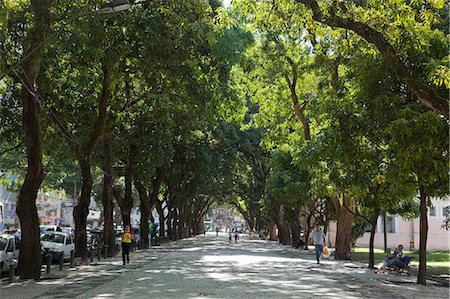 Mango tree avenue, Brazil, South America Stock Photo - Rights-Managed, Code: 855-06313197