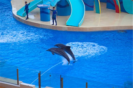 simsearch:855-06313786,k - Dolphin show at Ocean Theatre, Ocean Park, Hong Kong Fotografie stock - Rights-Managed, Codice: 855-06313814