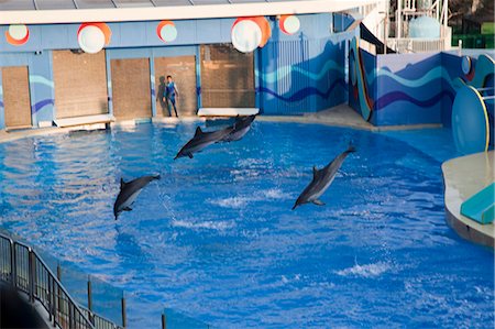 simsearch:855-06313786,k - Dolphin show at Ocean Theatre, Ocean Park, Hong Kong Fotografie stock - Rights-Managed, Codice: 855-06313812