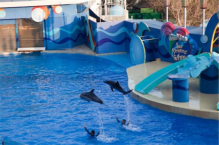 simsearch:855-06313786,k - Dolphin show at Ocean Theatre, Ocean Park, Hong Kong Fotografie stock - Rights-Managed, Codice: 855-06313813