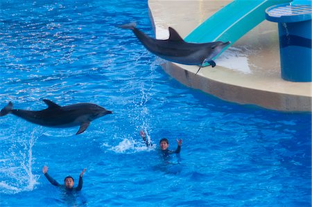 simsearch:855-06313786,k - Dolphin show at Ocean Theatre, Ocean Park, Hong Kong Fotografie stock - Rights-Managed, Codice: 855-06313862