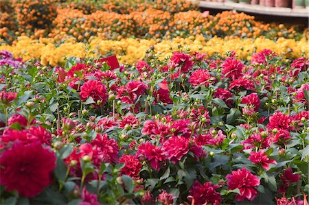 Peony, flower market, Hong Kong Stock Photo - Rights-Managed, Code: 855-06313989