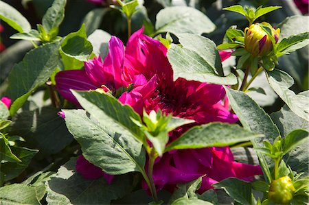 Peony, flower market, Hong Kong Stock Photo - Rights-Managed, Code: 855-06313983