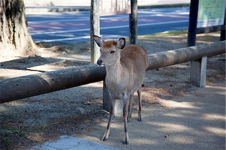 Deer in Nara Park, Nara, Japan Stock Photo - Rights-Managed, Code: 855-06337482
