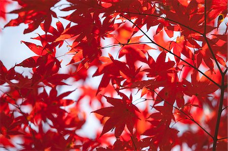 Autumn maples, Kyoto, Japan Stock Photo - Rights-Managed, Code: 855-06338028