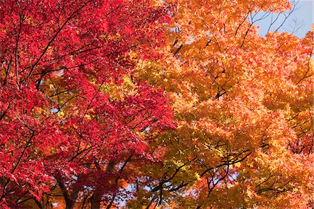 Autumn maples, Kyoto, Japan Stock Photo - Rights-Managed, Code: 855-06338097