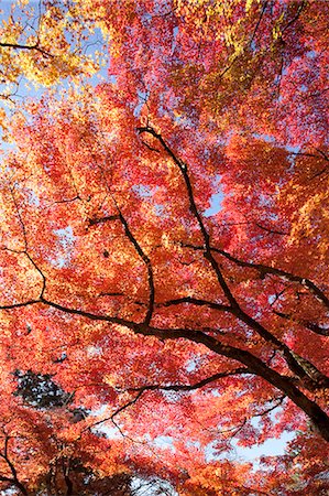 Autumn maples, Kyoto, Japan Fotografie stock - Rights-Managed, Codice: 855-06338139