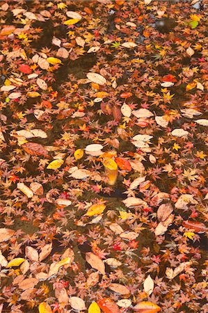 Autumn fall, Senzen-in temple, Ohara, Kyoto, Japan Fotografie stock - Rights-Managed, Codice: 855-06338283