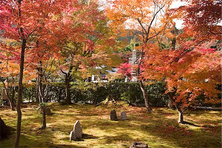 simsearch:855-06338472,k - Autumn leaves,  Adashino Nenbutsu-dera Temple, Sagano in autumn, Kyoto, Japan Foto de stock - Con derechos protegidos, Código: 855-06338314