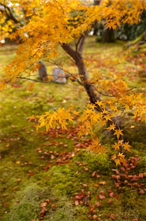 simsearch:855-06338272,k - Autumn leaves,  Adashino Nenbutsu-dera Temple, Sagano in autumn, Kyoto, Japan Stock Photo - Rights-Managed, Code: 855-06338312