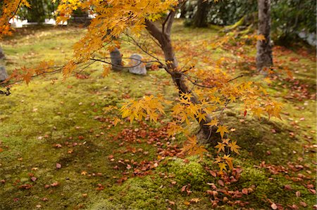 simsearch:855-06338274,k - Autumn leaves,  Adashino Nenbutsu-dera Temple, Sagano in autumn, Kyoto, Japan Fotografie stock - Rights-Managed, Codice: 855-06338313