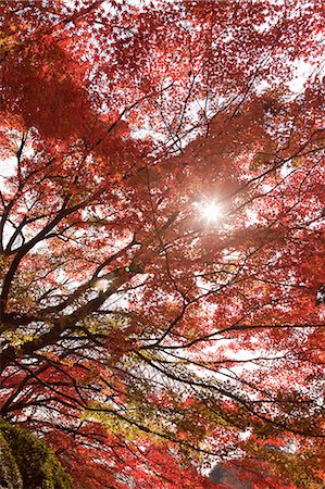 Autumn leaves, Arashiyama, Kyoto, Japan Stockbilder - Lizenzpflichtiges, Bildnummer: 855-06338414