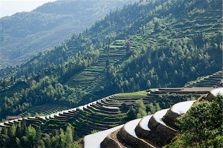 Longsheng rice terrace, Guilin, Guangxi, China Foto de stock - Con derechos protegidos, Código: 855-06338508