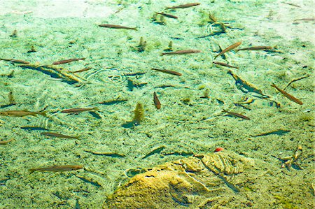 Five Flower Lake (Wuhuahai), Jiuzhaigou, Sichuan, China Foto de stock - Con derechos protegidos, Código: 855-06338541