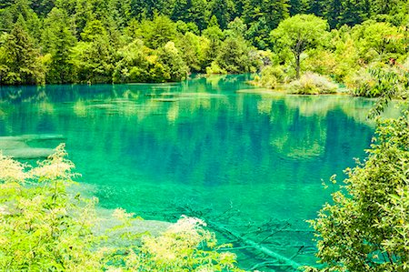 emerald green - Five Flower Lake (Wuhuahai), Jiuzhaigou, Sichuan, China Foto de stock - Con derechos protegidos, Código: 855-06338591