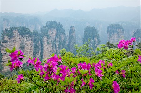 Wuling Yuan scenic area national forest park, Hunan, China Stock Photo - Rights-Managed, Code: 855-06338680