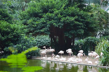 park with pond - Kowloon Park, Kowloon, Hong Kong Stock Photo - Rights-Managed, Code: 855-06338988