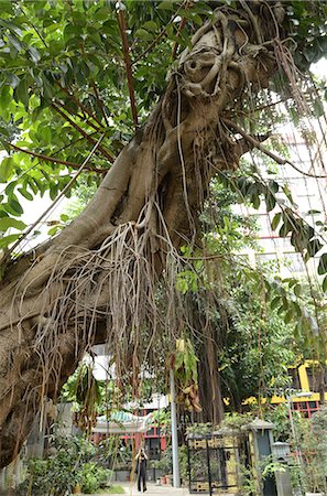 Un vieil arbre à l'extérieur de la Pak Tai temple, Wanchai, Hong Kong Photographie de stock - Rights-Managed, Code: 855-06339481