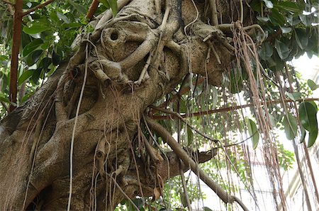 Un vieil arbre à l'extérieur de la Pak Tai temple, Wanchai, Hong Kong Photographie de stock - Rights-Managed, Code: 855-06339482