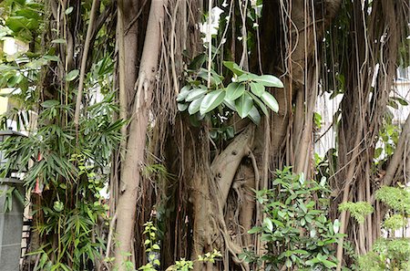 simsearch:855-06339517,k - Un vieil arbre à l'extérieur de la Pak Tai temple, Wanchai, Hong Kong Photographie de stock - Rights-Managed, Code: 855-06339495