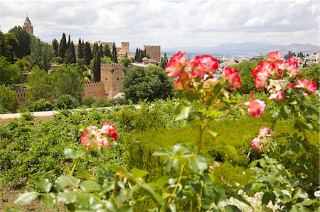 Overlooking the Moorish Castle, Generalife gardens, Alhambra, Granada, Andalucia, Spain, Europe Stock Photo - Rights-Managed, Code: 855-08420546