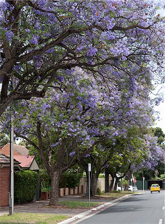 Jacaranda in bloom, Adelaide, South Australia Photographie de stock - Rights-Managed, Code: 855-08420636