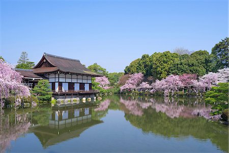 Guest house (Shobikan) with Cherry blossoms at shrine garden, Heian-jingu Shrine, Kyoto, Japan Stockbilder - Lizenzpflichtiges, Bildnummer: 855-08420656