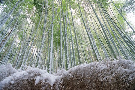 Bamboo grove in snow, Sagano, Kyoto, Japan Photographie de stock - Rights-Managed, Code: 855-08420663