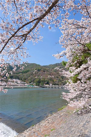 simsearch:855-08420786,k - Cherry blossoms, Togetsu bridge on Katsura river, Arashiyama, Kyoto, Japan Photographie de stock - Rights-Managed, Code: 855-08420694