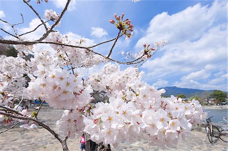 Cherry blossoms, Katsura river(Hozu valley), Arashiyama, Kyoto, Japan Fotografie stock - Rights-Managed, Codice: 855-08420692