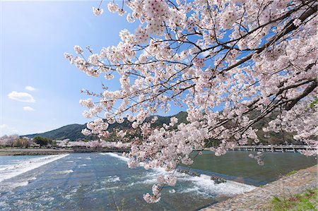 Cherry blossoms, Togetsu bridge on Katsura river, Arashiyama, Kyoto, Japan Stock Photo - Rights-Managed, Code: 855-08420693