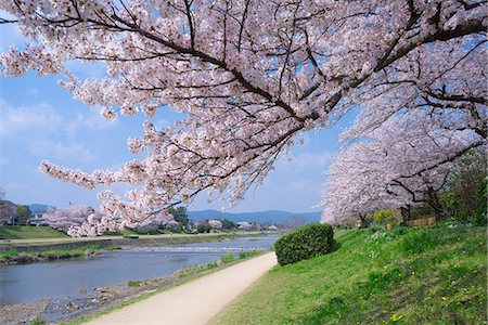 Cherry blossoms, Kamo river(Kamo-gawa), Shimogamo, Kyoto, Japan Stock Photo - Rights-Managed, Code: 855-08420701