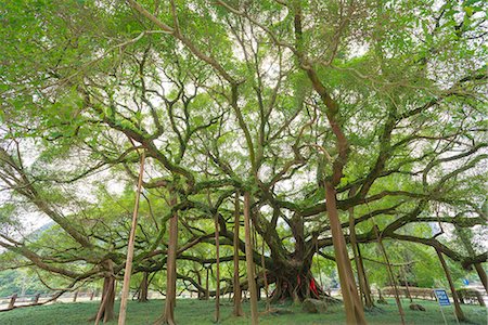 Grand Banyan tree, Yangshuo, Guilin, Guanxi, PRC Stockbilder - Lizenzpflichtiges, Bildnummer: 855-08420796